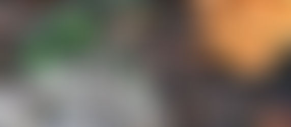 A Day in the January Garden