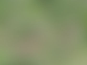 “Safety Secured For The Last Free-roaming Elephants in South Africa”