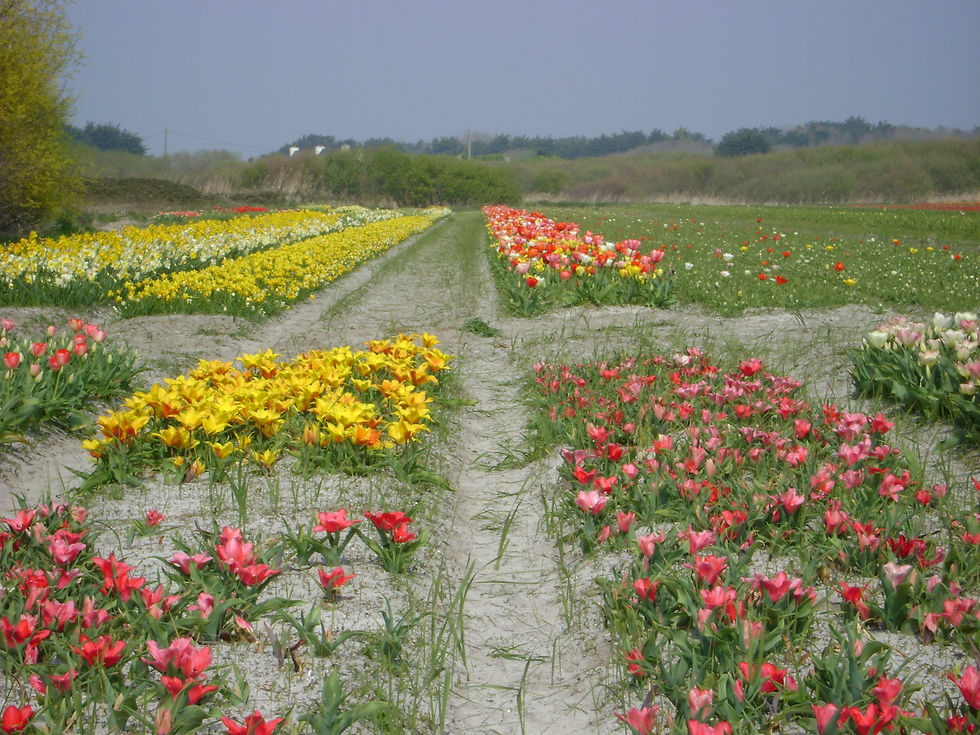 Champs de tulipes à La Torche
