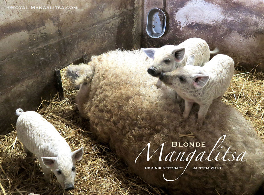 Visiting Dominik Spitzbarts Mangalitsas in Austria