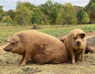 Stone Arch Farm LLC - ©Steve Garman Lititz - PNG18. 02. 2024, 20243 11_03_36 21.jpg