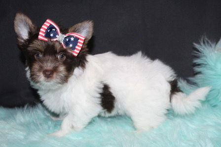 Thumbnail: Male Biewer Puppy