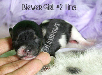 Female Biewer Puppy