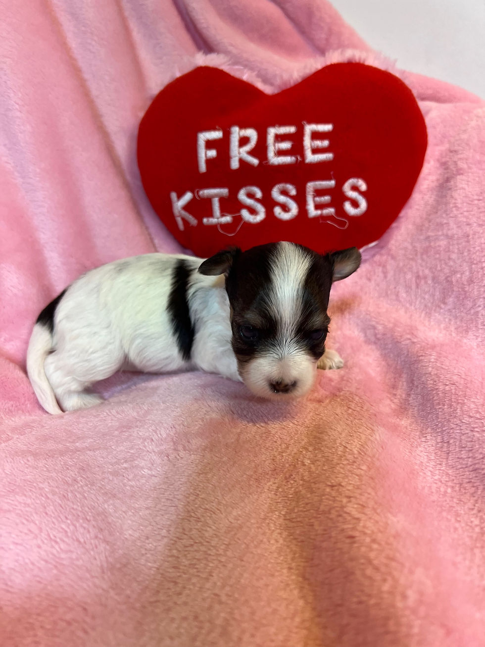 Thumbnail: Female Biewer Puppy