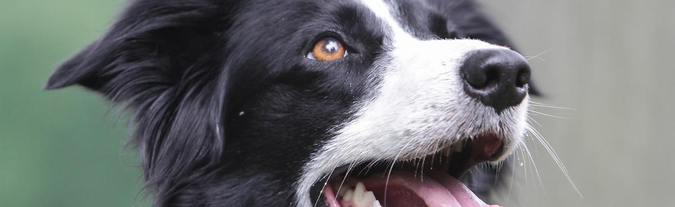 Border Collie Cover.jpeg