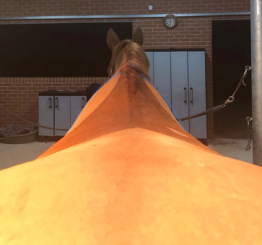 fullsizeoutput_94ba.jpeg