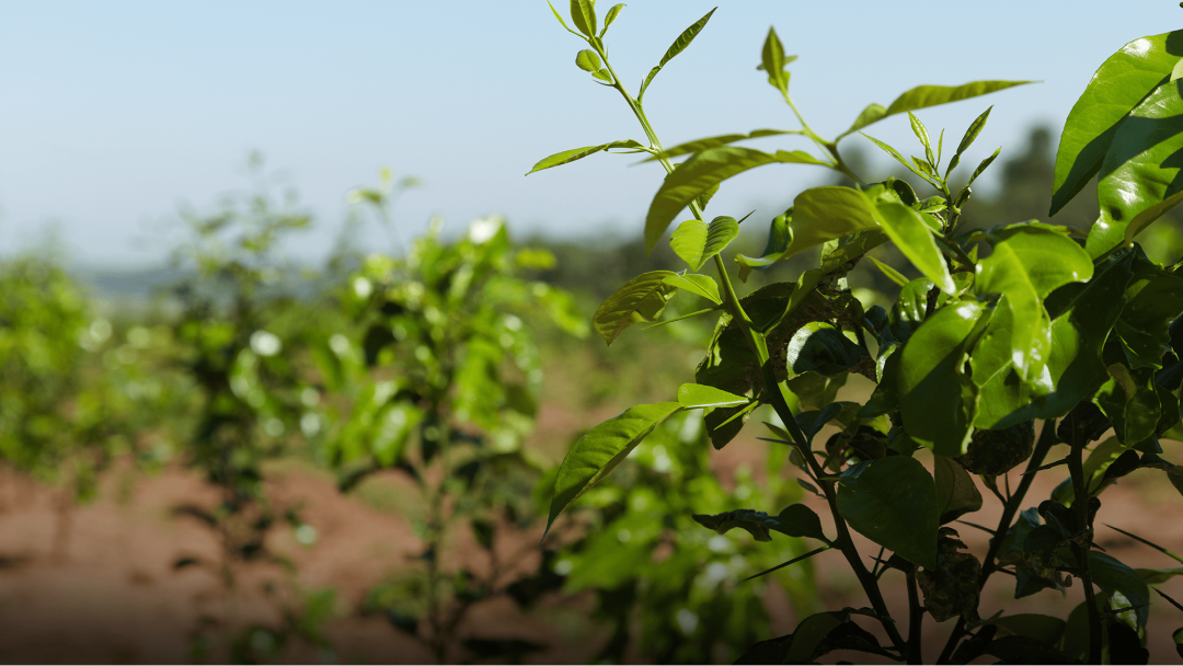 Asset 2_4x-8_edited.png