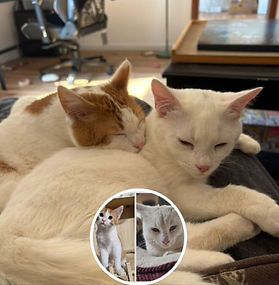 ISKRA (M) i LATTE (M)