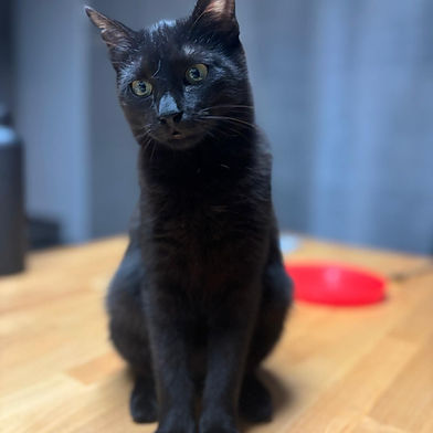 SHADOW (M)