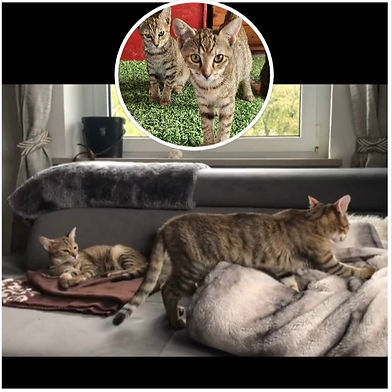 ŠU-ŠU and ŠURVA (F+F)