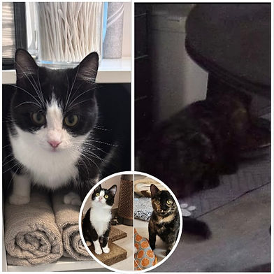 BASTILLA/ALICE and BELINDA