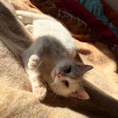 SAŠA (M)