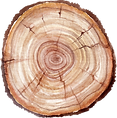 Tree Trunk