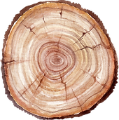 Tree Trunk