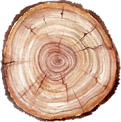 Tree Trunk