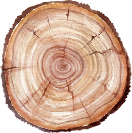 Tree Trunk