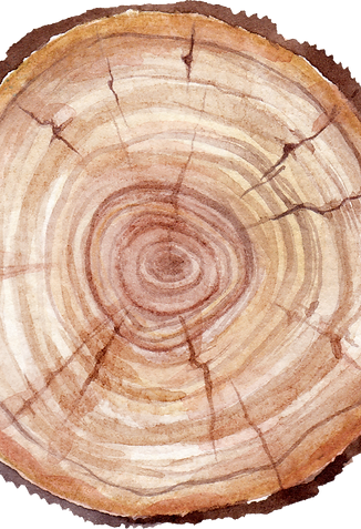 Tree Ring Illustration