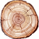 Tree Trunk