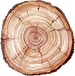 Tree Trunk