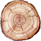 Tree Trunk