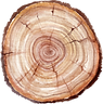 Tree Trunk