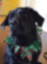 image1 (2).jpeg