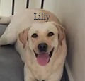lilly_edited_edited.jpg