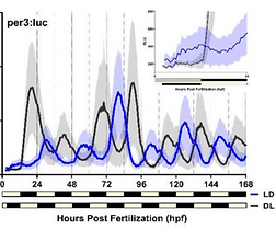Longitudinal Tracking Reveals Developmental Transitions in Zebrafish Clock Gene Expression