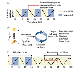 Circadian gating: concepts, processes, and opportunities