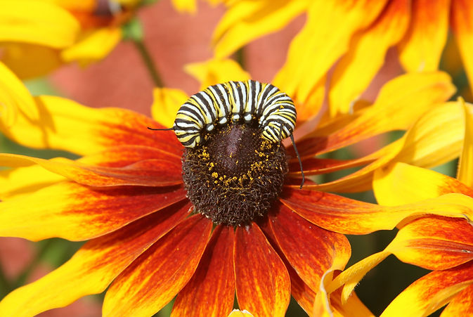 Flower with name.jpg