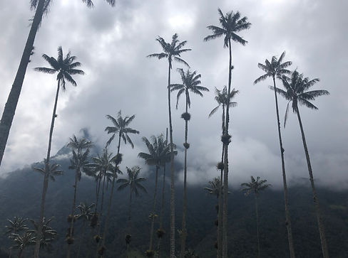 Wax Palms, hills and clouds on the Cocora Valley trek in Salento Colombia