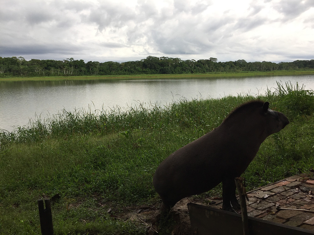 a tapir stands at the edge of a lake in the Madidi Reserve in Bolivia in the amazon jungle