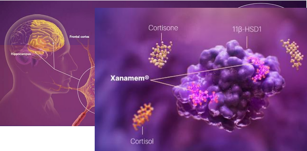 Figure 1: Xanamem - a small molecule tissue cortisol synthesis inhibitor (11β-HSD1 enzyme) (source: ACW) | Samso News