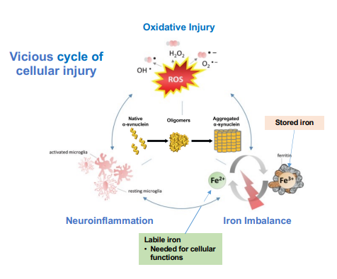 Figure 1: Excess labile iron and alpha-synuclein aggregation driving MSA pathology (Source: Alterity Phase 2 Presentation at MSA Symposium 2025) | Samso News