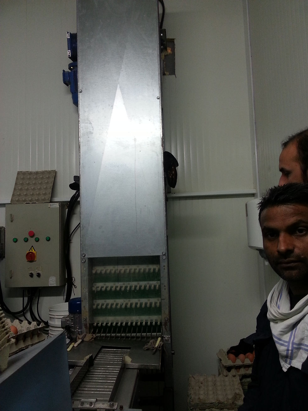 Egg Vertical Conveyor