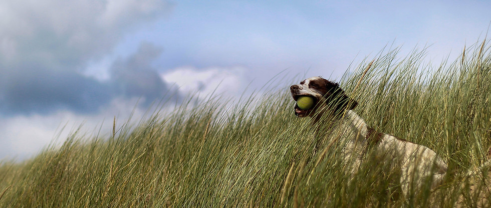 Dog in Grass