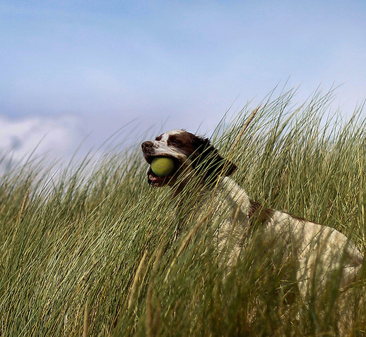Dog in Grass