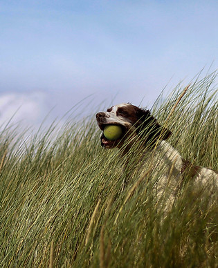 Playing Catch
