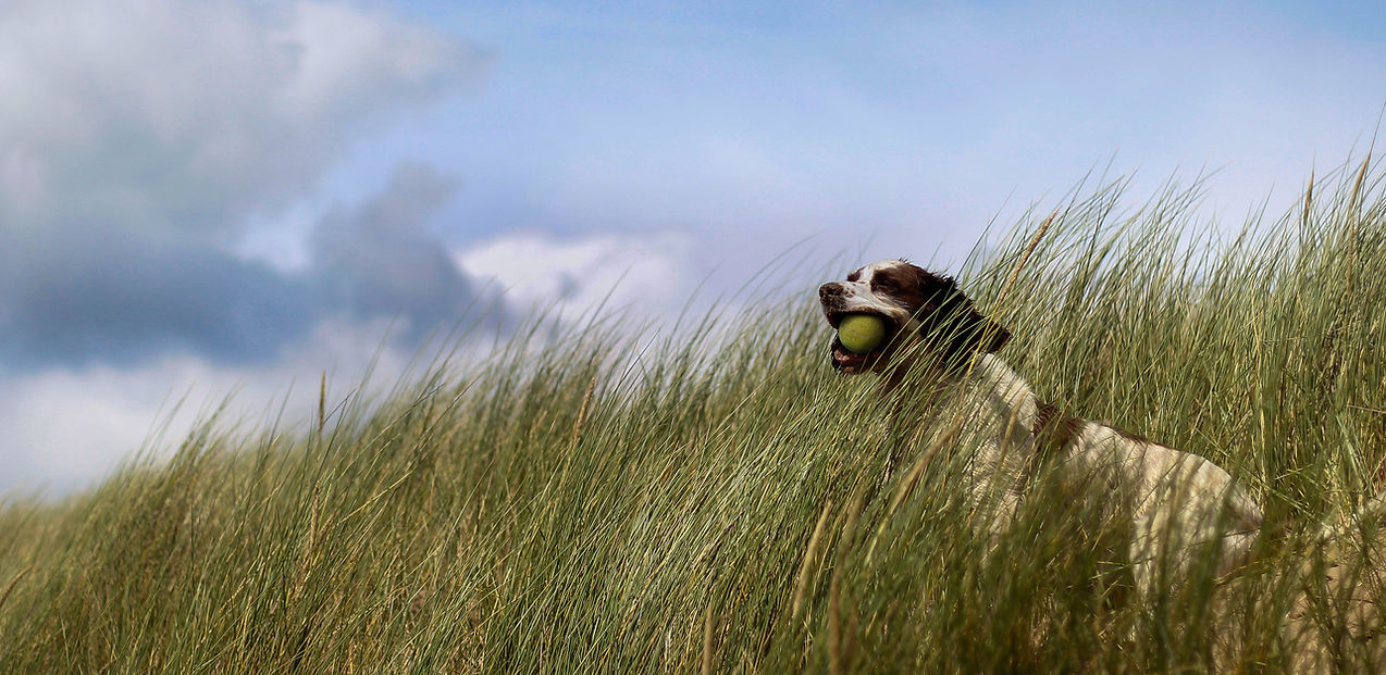 Dog in Grass