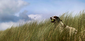 Dog with ball in grass