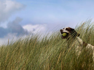 Versteckte Gefahr im Sommergras: Wie winzige Pflanzen deinem Hund schaden können
