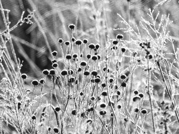 Dried prairie flowers in ice lit by sunlight