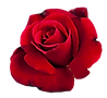 Rose 2.PNG