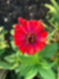 IMG_5756.jpeg