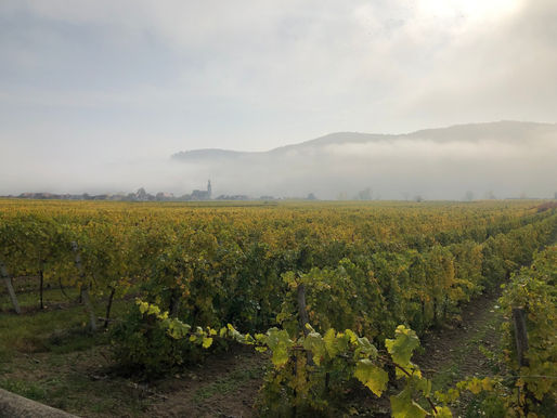 Exploring the Charms of Wachau's Wine Region