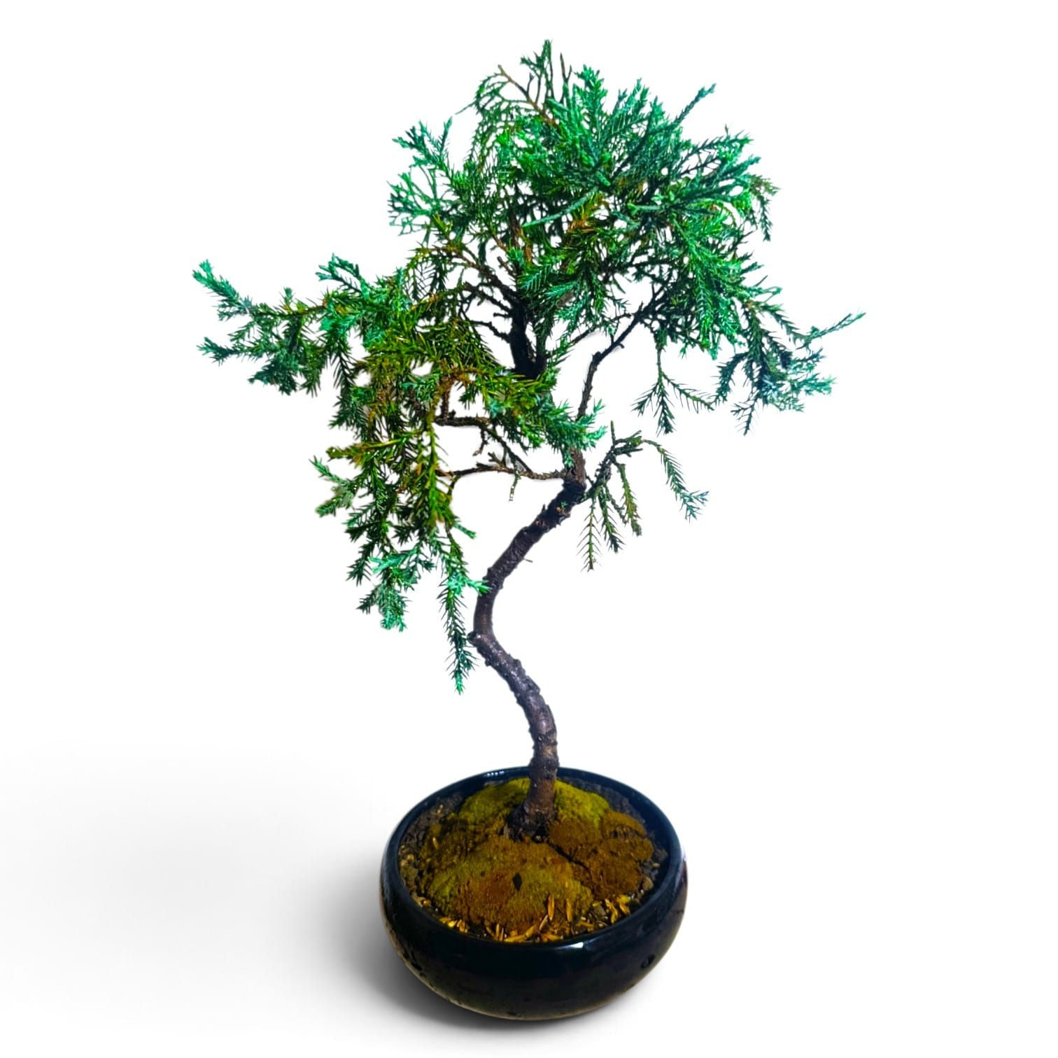 JUNIPERO CHINENSIS