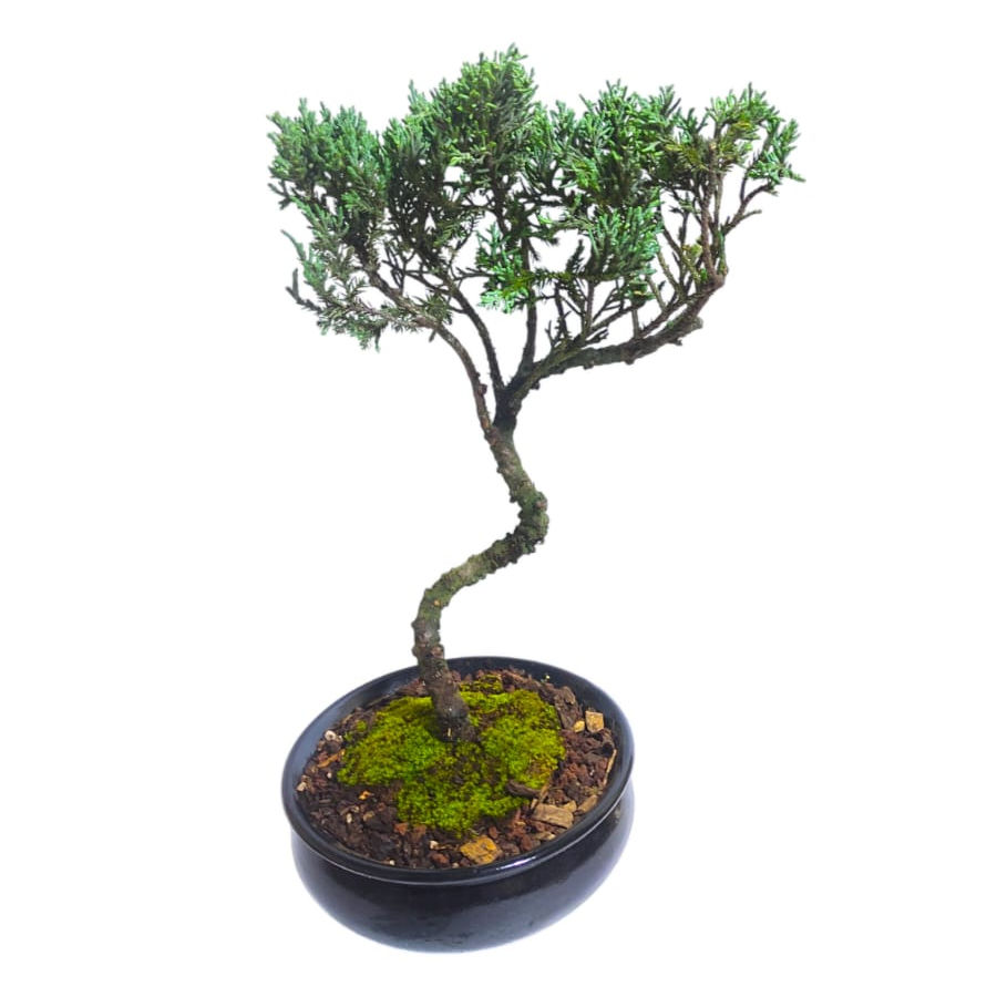 Miniatura: JUNIPERO VIRGINEANA