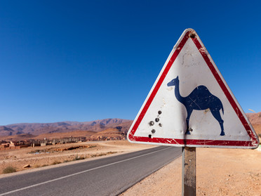 Dangerous Denizens of the Animal Kingdom: Til Death Do They Part