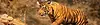 ranthambore tiger machan.webp