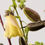 Thumbnail:  Ambrette seed and flowers 